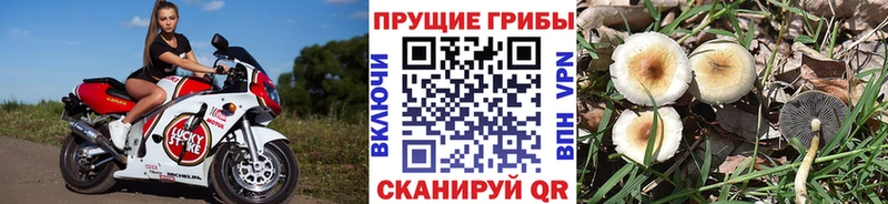 Купить  Мглин  Галлюциногенные грибы Magic Shrooms 